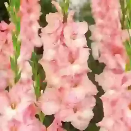 Rose Supreme